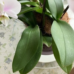 薄パープル胡蝶蘭の画像