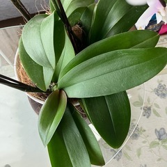 薄パープル胡蝶蘭の画像