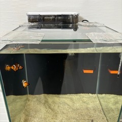 ★水槽カクレクマノミセット★の画像