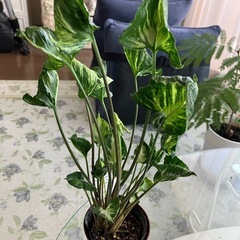 シュリンクハートの画像