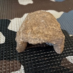 爬虫類 水入れ シェルターの画像