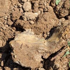 畑の土（粘土混ざり・約0.2立米）無料でお譲りします の画像