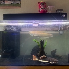 1200✖️600✖️600 アクリル水槽セットの画像