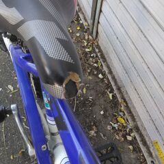 22インチの子供自転車です。外装７段ギア付です。の画像