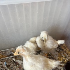 烏骨鶏雛
の画像