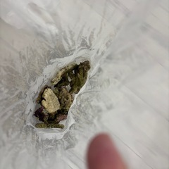 ★水槽カクレクマノミセット★の画像