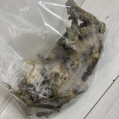 ★水槽カクレクマノミセット★の画像