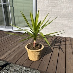 ユッカエレファンティペス青年の木（幸運の木）