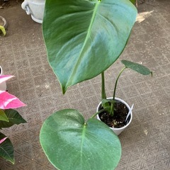 モンステラの画像