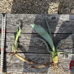 アガベ　アメリカーナ　アオノリュウゼツラン　ドライガーデン　ロックガーデンの画像