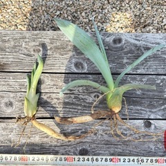 アガベ　アメリカーナ　アオノリュウゼツラン　ドライガーデン　ロックガーデンの画像