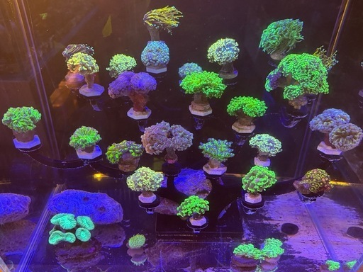 海水水槽セット （新品）約125L