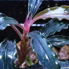 ブセファランドラ クダガン 1株600円　在庫5株の画像