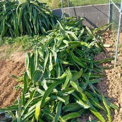 ドラゴン赤 切り落とし枝木の画像