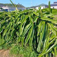 ドラゴン赤 切り落とし枝木の画像