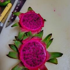 ドラゴン赤 切り落とし枝木の画像