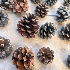 松ぼっくりの画像