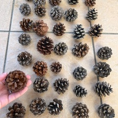 松ぼっくりの画像