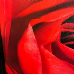 バラ　絵画　作者不明の画像