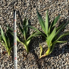 アガベ　ベネズエラの画像