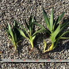 アガベ　ベネズエラの画像