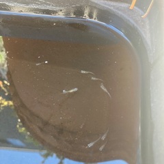 幹之メダカお譲りしますの画像