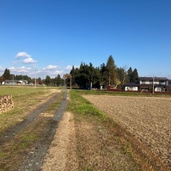 杉の丸太の画像