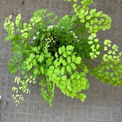 アジアンタムの画像