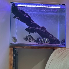 水槽セット
 の画像