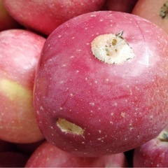 りんご　ふじ　5キロ　キズ少しありの画像