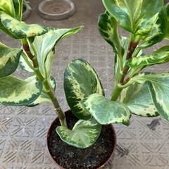 オブツチフォリアの画像