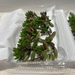 虹の玉　カット苗　3パックセットの画像