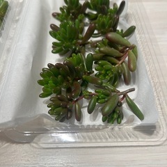 虹の玉　カット苗　3パックセットの画像