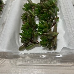 虹の玉　カット苗　3パックセットの画像