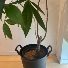 観葉植物  パキラの画像
