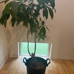 観葉植物  パキラの画像