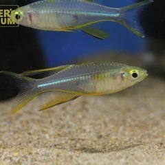 セレベスレインボー 3匹の画像