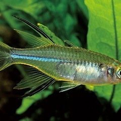 セレベスレインボー 3匹の画像