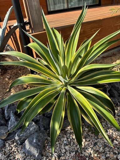 アガベベネズエラドライガーデンロックガーデン (花) 荒木の家庭用品