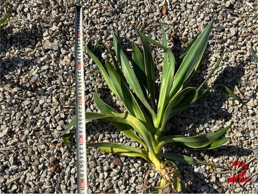 アガベベネズエラドライガーデンロックガーデン (花) 荒木の家庭用品