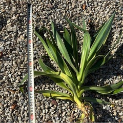 アガベ　ベネズエラ　ドライガーデン　ロックガーデンの画像