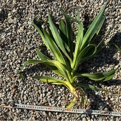 アガベ　ベネズエラ　ドライガーデン　ロックガーデンの画像