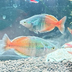 【本日のみ】熱帯魚まとめの画像