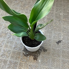 ストレチアの画像