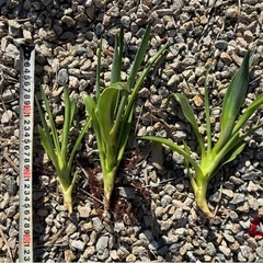 アガベ　ベネズエラ　ドライガーデン　ロックガーデンの画像