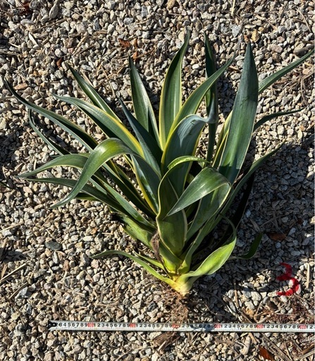 アガベベネズエラ　アガベ　5年もの　植物好き　ロックガーデン アガベベネズエラ アガベ 5年もの 植物好き ロックガーデン 楽天市場