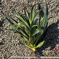 アガベ　ベネズエラ　ドライガーデン　ロックガーデンの画像