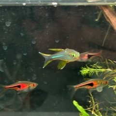 【本日のみ】熱帯魚まとめの画像