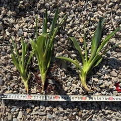 アガベ　ベネズエラ　ドライガーデン　ロックガーデンの画像