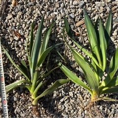 アガベ　ベネズエラ　ドライガーデン　ロックガーデンの画像